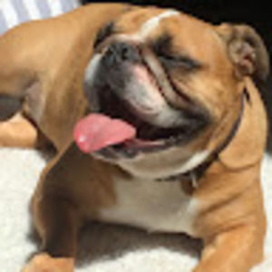 Meet your Posher, Dobbs